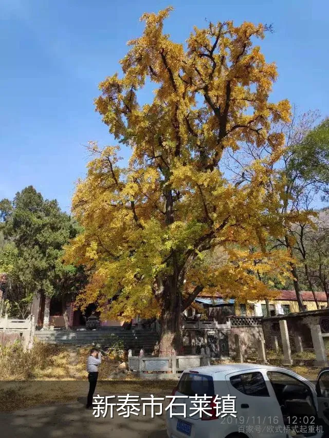 新泰市石莱镇