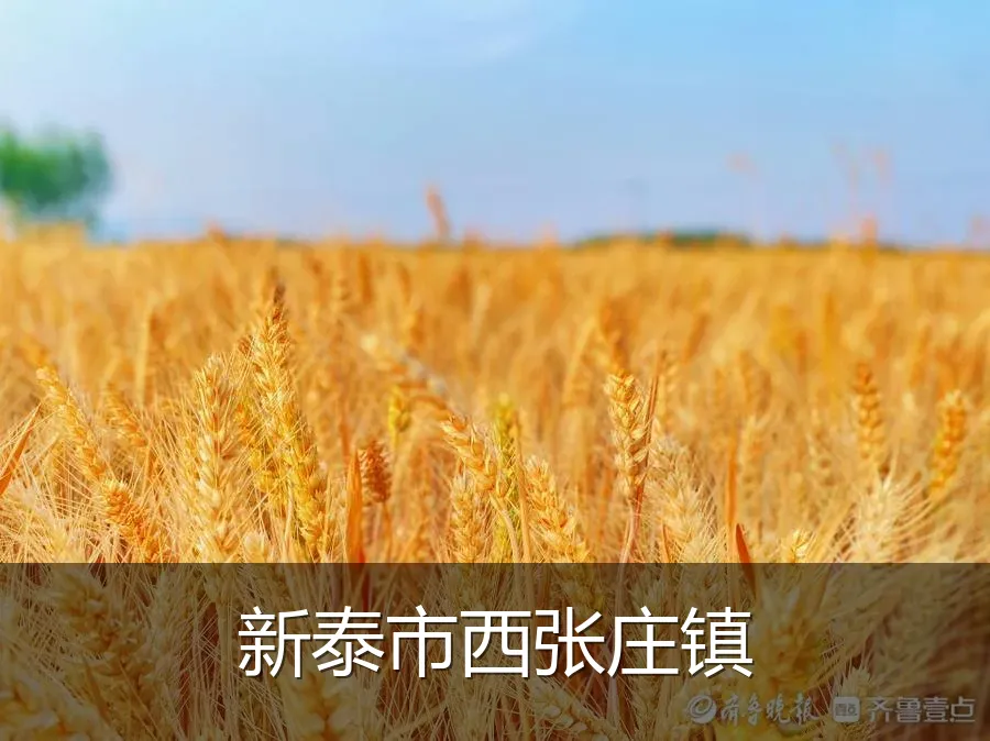 新泰市西张庄镇